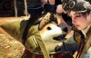 【蜗牛娱乐】《魔物猎人世界》玩家自制“艾路狗”MOD模组 柴犬呆萌表情太可爱了
