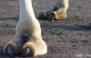 整理我见过最肥美的骆驼趾