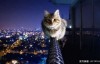 【蜗牛娱乐】你有想過嗎？《貓咪夜間活動範圍》實測結果好驚人！