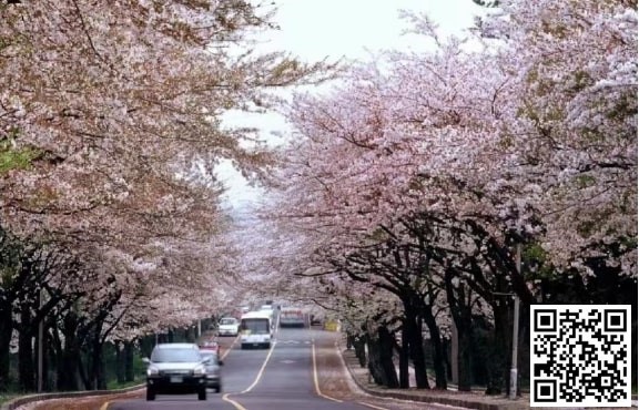 【EV 扑克】WPT 韩国 | 樱你而来 赴春之约 济州岛游玩攻略之看樱花篇