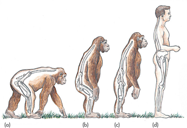 【蜗牛娱乐】人類性愛演化新觀點！原來我們不再四肢著地行動是為了展現「雄風」啊
