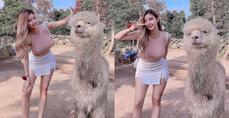【蜗牛娱乐】草尼馬真的好大！巨乳姐姐和巨型羊駝合照　網友：旁邊是雙峰駱駝？